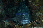 Epinephelus caeruleopunctatus Merou a taches blanches-Moga Island Jetty Hoga-12m-20180529nuit-Denis-ADER-DSC_2032_tn